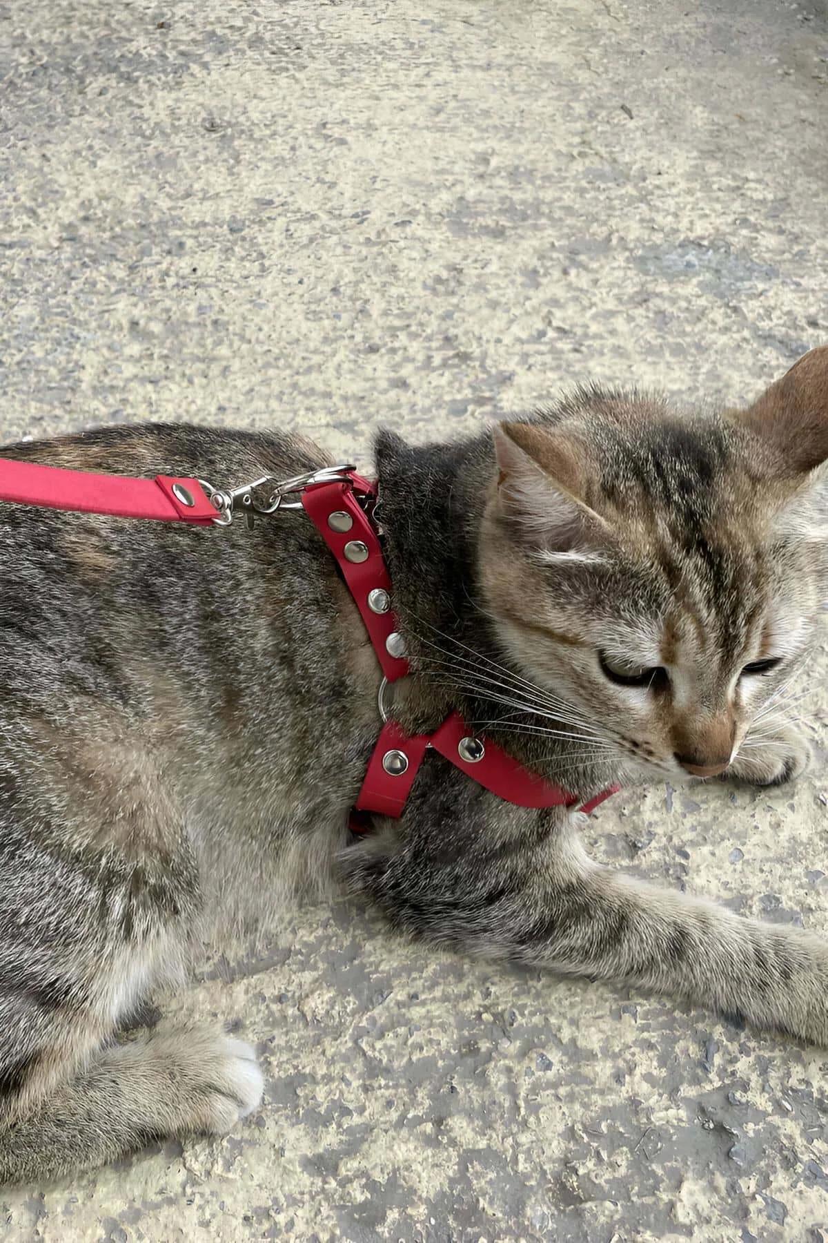 red cat walking harness laid flat showing dual strap and O-ring connector design