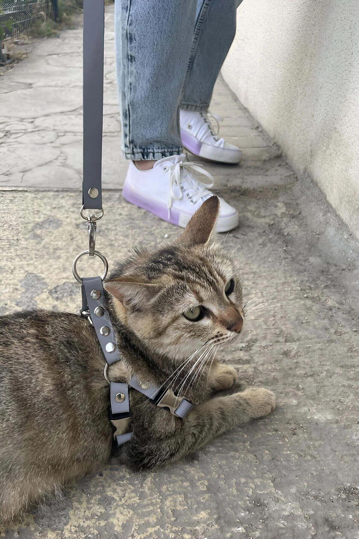 Adjustable reflective cat harness chest strap expanded to maximum 42 cm fit