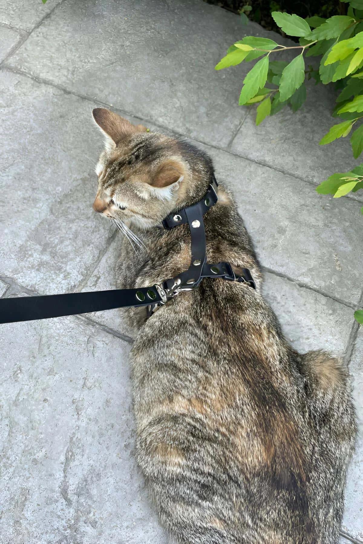 Top view of H-style black faux leather cat harness showing neck and chest strap layout