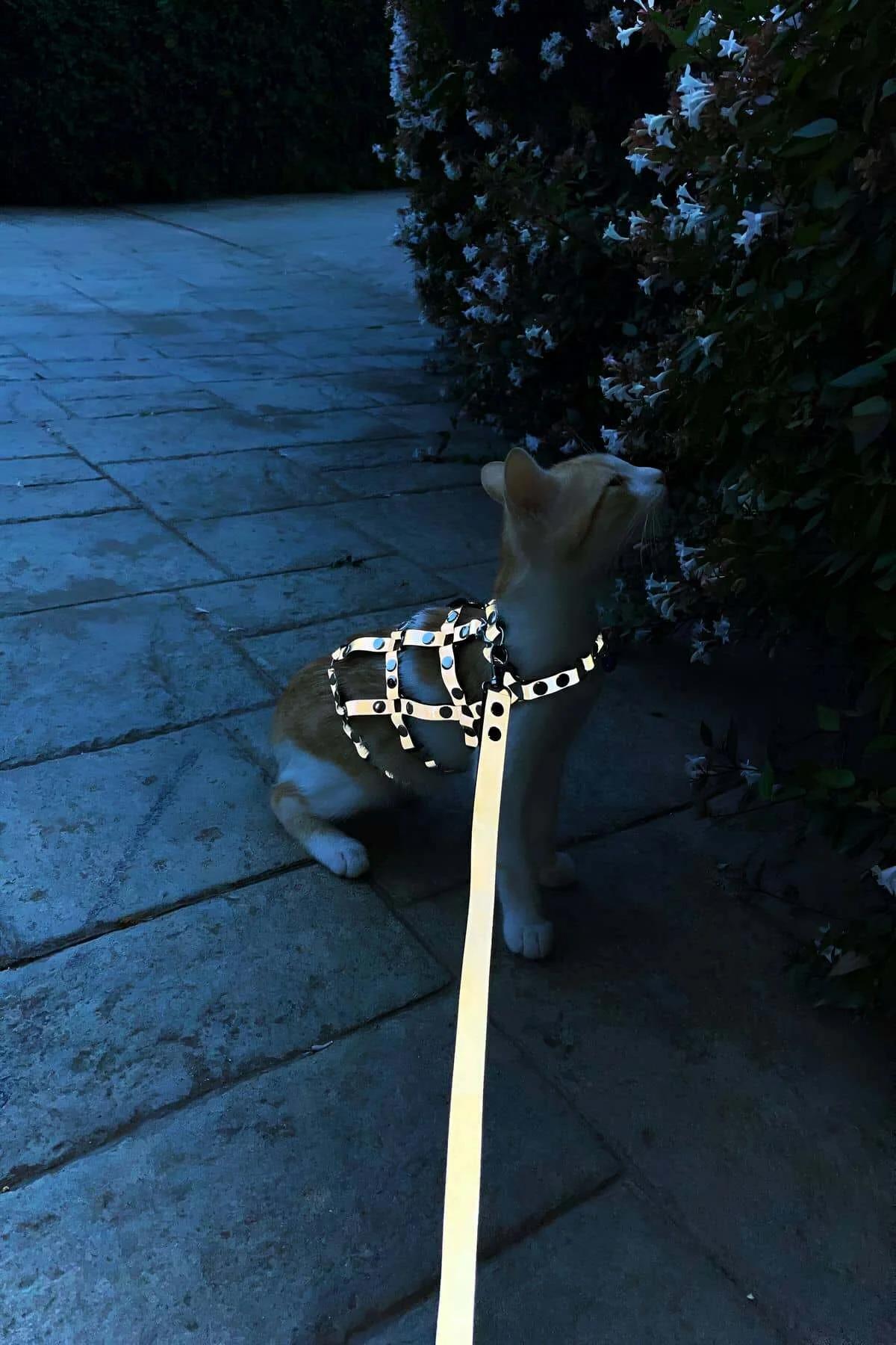 Gray vegan leather cat harness silver stud grid pattern close-up on tabby back