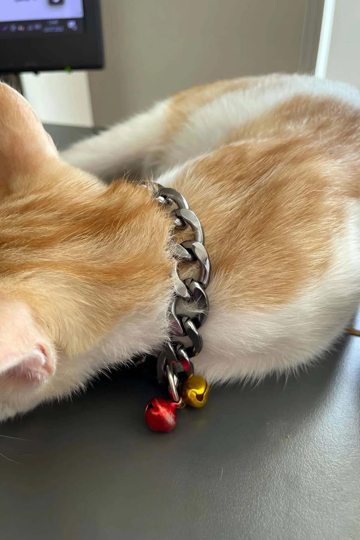 Close-up of silver-plated curb chain links with red and yellow jingle bells on cat collar