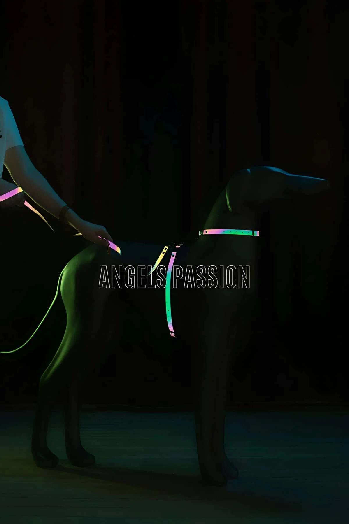Stylish Colorful Glow in the Dark Dog Collar, Special Design Reflective Dog Collar - NPD002