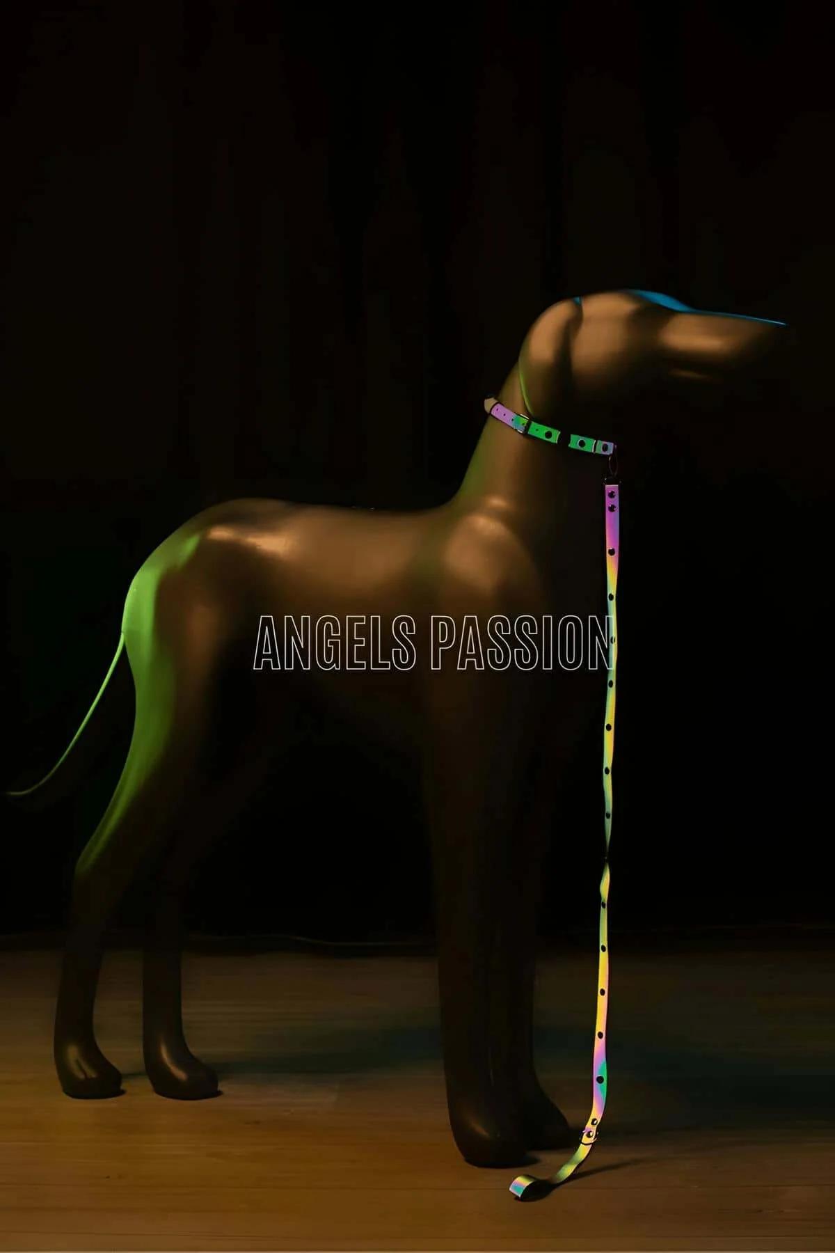 Reflective Dog Collar with Colorful Reflections in the Dark - NPD012