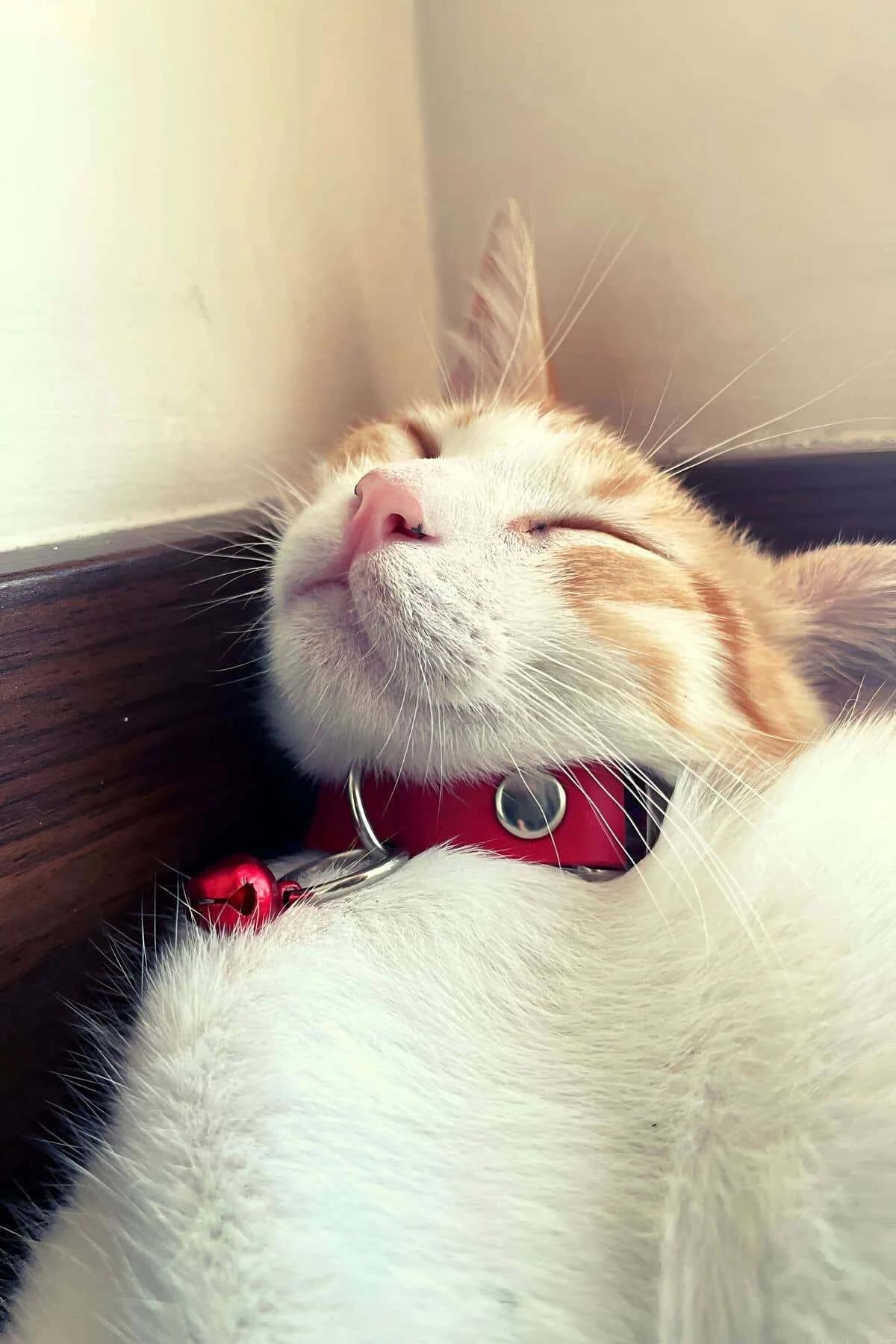 red vegan leather choker collar with silver D-ring and small red bell worn close-up view